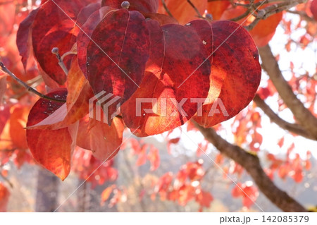 紅葉した葉 紅葉した葉 142085379