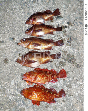 伊豆、潮吹き公園前の磯で釣ったカサゴとメバル 伊豆、潮吹き公園前の磯で釣ったカサゴとメバル 142085603