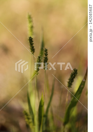 光に輝く雑草 光に輝く雑草 142085687