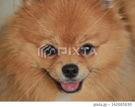 可愛いポメラニアンの子犬の顔の写真 可愛いポメラニアンの子犬の顔の写真 142085830