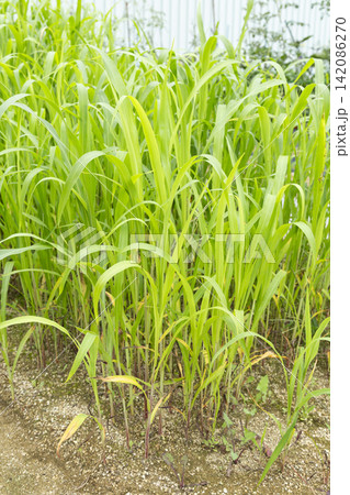 畑に植えたソルゴー 畑に植えたソルゴー 142086270