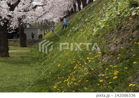 【トリミング構図変更レタッチ強化】桜咲く函館五稜郭公園坂を下る子どもとたんぽぽ 【トリミング構図変更レタッチ強化】桜咲く函館五稜郭公園坂を下る子どもとたんぽぽ 142086336