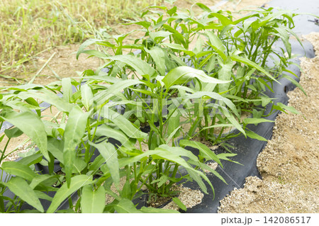 畑に植え付けた空芯菜 畑に植え付けた空芯菜 142086517