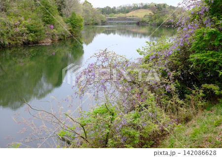 三景園用倉新池の景色 142086628