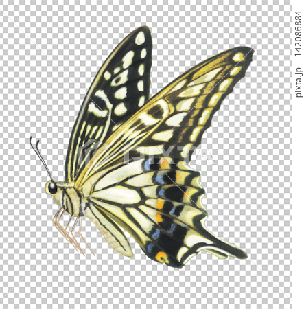Illustration of a swallowtail butterfly Illustration of a swallowtail butterfly 142086884