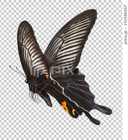 Illustration of a black swallowtail butterfly Illustration of a black swallowtail butterfly 142086887