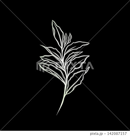 leaf pant line art. Minimalistic line drawing. leaf line art. Botanical drawing illustration by hand. leaf pant line art. Minimalistic line drawing. leaf line art. Botanical drawing illustration by hand. 142087157