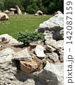 Scenic stone park with unusual rock formations and ornamental tree, a natural attraction near Kharkiv, Ukraine 142087159