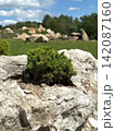 Scenic stone park with unusual rock formations and ornamental tree, a natural attraction near Kharkiv, Ukraine 142087160