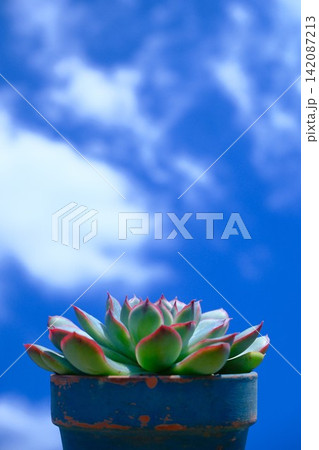 多肉植物と青空 多肉植物と青空 142087213