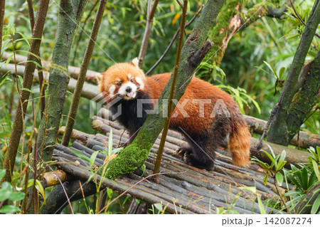 Cute Red Panda, Ailurus fulgens or lesser panda in forest at Chengdu Panda Breeding Research Center Dujiangyan. landmark and popular for tourists attractions in Chengdu, China. Travel and Vacation Cute Red Panda, Ailurus fulgens or lesser panda in forest at Chengdu Panda Breeding Research Center Dujiangyan. landmark and popular for tourists attractions in Chengdu, China. Travel and Vacation 142087274