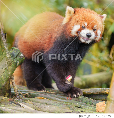 Cute Red Panda, Ailurus fulgens or lesser panda in forest at Chengdu Panda Breeding Research Center Dujiangyan. landmark and popular for tourists attractions in Chengdu, China. Travel and Vacation 142087279