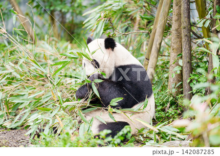 Cute Giant Panda, Ailuropoda melanoleuca or panda bear in forest at Chengdu Panda Breeding Research Center Dujiangyan. landmark and popular for tourists attractions in Chengdu, China. 142087285