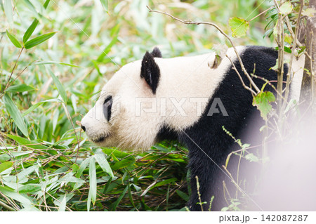 Cute Giant Panda, Ailuropoda melanoleuca or panda bear in forest at Chengdu Panda Breeding Research Center Dujiangyan. landmark and popular for tourists attractions in Chengdu, China. 142087287