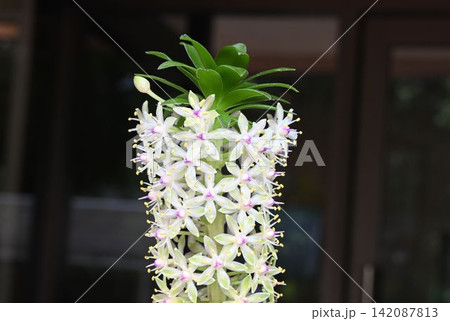 アフリカ南部原産の白い花で覆われた花穂がパイナップルの果実に似ている綺麗なユーコミス・コモサ 142087813