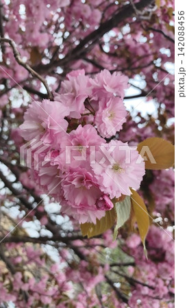 満開に咲く八重桜(ヤエザクラ)のアップ 満開に咲く八重桜(ヤエザクラ)のアップ 142088456