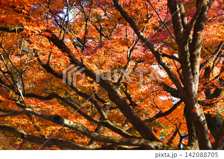 京都　東福寺　秋の美しい紅葉（京都府京都市東山区） 142088705