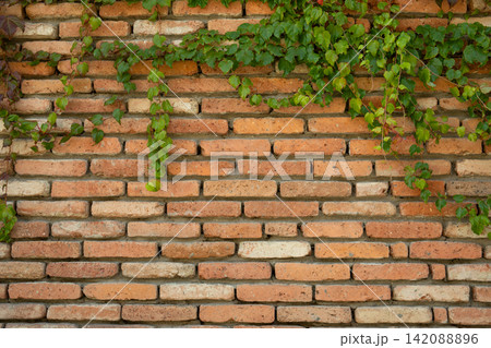 Textured brick wall features vibrant green vines growing, enhancing natural beauty Textured brick wall features vibrant green vines growing, enhancing natural beauty 142088896