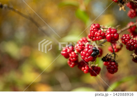 Clusters of vibrant red and black berries thrive on green vines in a serene garden Clusters of vibrant red and black berries thrive on green vines in a serene garden 142088916
