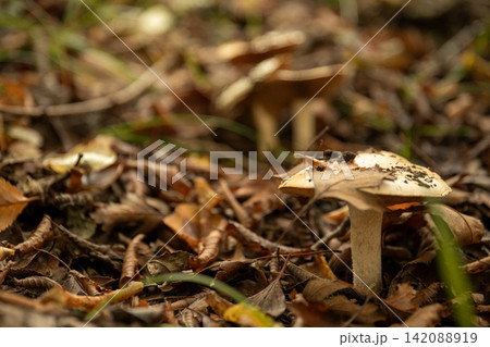 Mushrooms emerge from a bed of autumn leaves in a peaceful forest Mushrooms emerge from a bed of autumn leaves in a peaceful forest 142088919