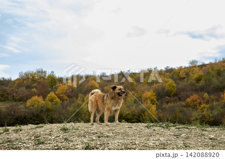 Dog explores rocky terrain with colorful trees in background Dog explores rocky terrain with colorful trees in background 142088920
