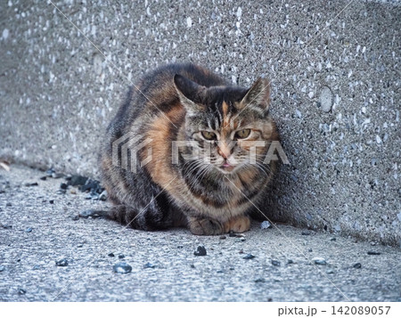 見つめる猫 142089057