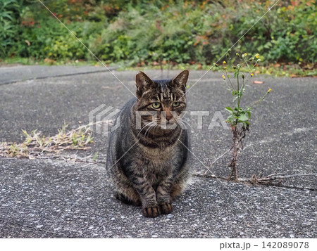 振り返る猫 振り返る猫 142089078