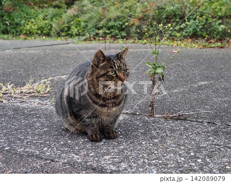 見つめる猫 142089079