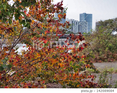 紅葉した木々の間から見える高層マンション 紅葉した木々の間から見える高層マンション 142089084