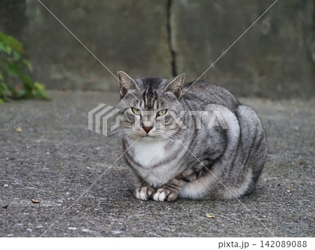 見つめる猫 見つめる猫 142089088