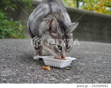餌を食べる猫 餌を食べる猫 142089091