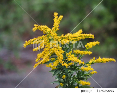 黄色いセイタカアワダチソウの花 黄色いセイタカアワダチソウの花 142089093