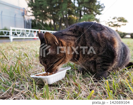 餌を食べる猫 142089104