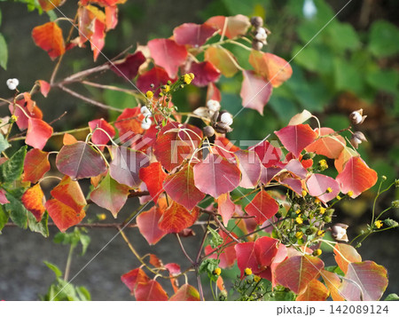 紅葉したナンキンハゼの葉 紅葉したナンキンハゼの葉 142089124
