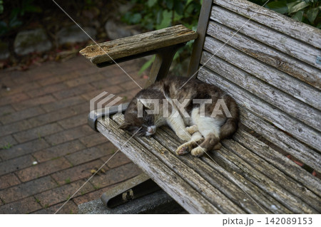 ベンチの上で丸々ねこ 142089153