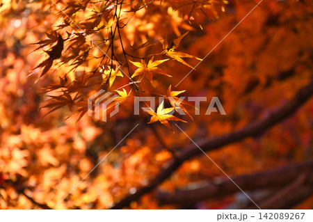 京都　東福寺　秋の美しい紅葉（京都府京都市東山区） 142089267