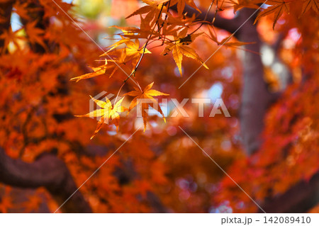 京都 東福寺 秋の美しい紅葉(京都府京都市東山区) 京都 東福寺 秋の美しい紅葉(京都府京都市東山区) 142089410