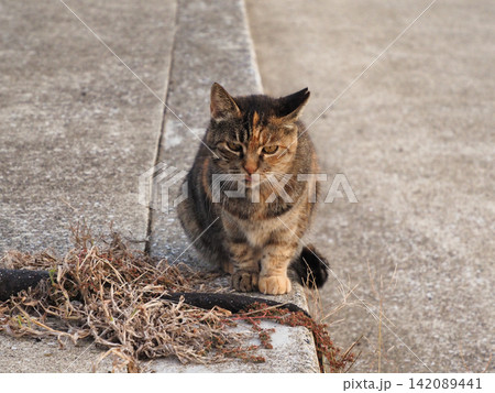 見つめる猫 142089441