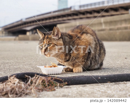 港で日向ぼっこする猫 142089442