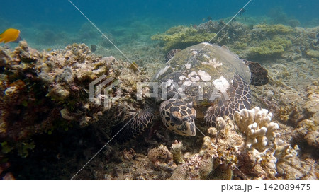 Close-up to a cute hawksbill sea turtle (Eretmochelys imbricata) foraging for algae among the dense corals in a bustling reef. Dauin, Philippines Close-up to a cute hawksbill sea turtle (Eretmochelys imbricata) foraging for algae among the dense corals in a bustling reef. Dauin, Philippines 142089475
