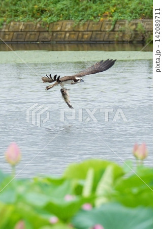 蓮池で狩りをするミサゴ 蓮池で狩りをするミサゴ 142089711