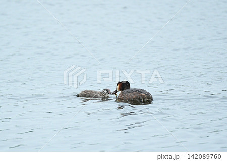 池に浮かぶ親子のカンムリカイツブリ 池に浮かぶ親子のカンムリカイツブリ 142089760