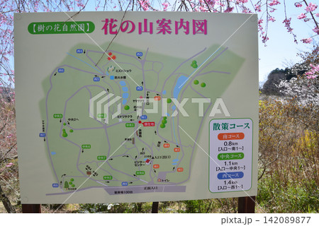 花の山へ行きました　2026-4-3　＃53 142089877
