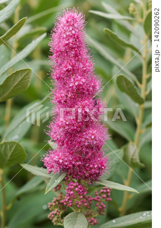 Closeup on a purple flowering Spiraea x billardii shrub in the garden 142090262