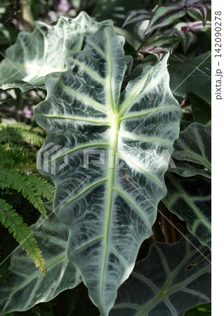 Alocasia Polly Leaf Detail: Striking Green and White Veins on a Dark Leaf, Tropical Plant Texture Alocasia Polly Leaf Detail: Striking Green and White Veins on a Dark Leaf, Tropical Plant Texture 142090278