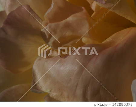 淡い黄色の薔薇の花弁に光る美しい水滴 淡い黄色の薔薇の花弁に光る美しい水滴 142090375
