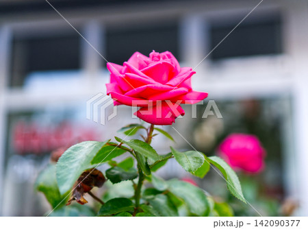 Vibrant magenta rose flower against a blurred building background Vibrant magenta rose flower against a blurred building background 142090377