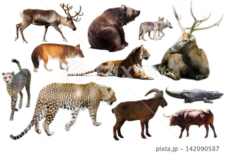 asia animals isolated 142090587