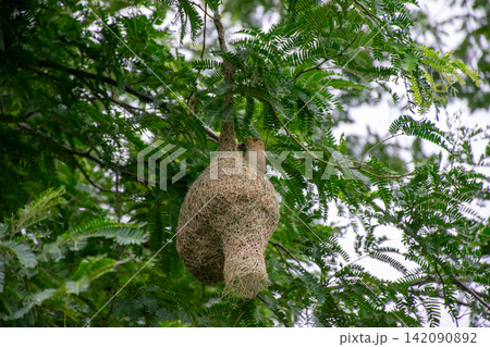 Asian golden weaver bird building woven hanging nest among lush green leaves showing natural nesting behavior breeding habitat skilled nest construction Asian golden weaver bird building woven hanging nest among lush green leaves showing natural nesting behavior breeding habitat skilled nest construction 142090892