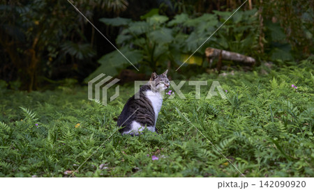 草むらから遠くを見つめる猫 草むらから遠くを見つめる猫 142090920